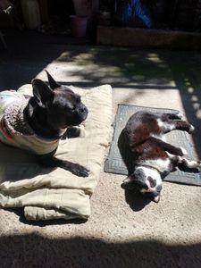 Vaquinha Online - Gatinho Garu