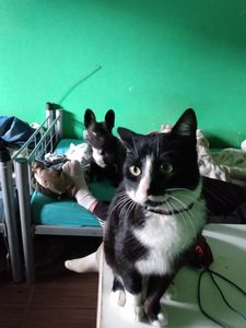 Gatinho Garu imagem 6