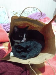 Viamão/RS - Gatinho Garu