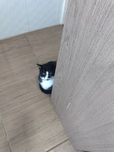 Animais - Gatinho Garu