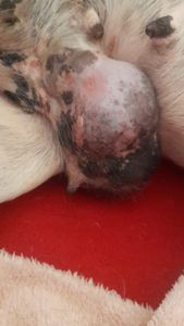 Itu/SP - Arrecadação para operação da Xica