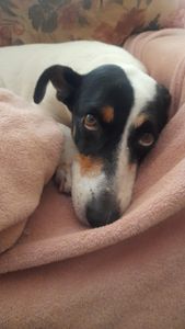 Arrecadação para operação da Xica imagem 8