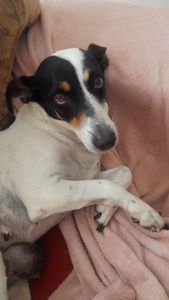 Arrecadação para operação da Xica imagem 6