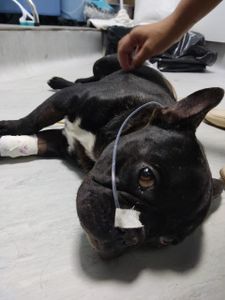 Vaquinha Online - Ajude o Yoda a vencer a Parvovirose! Campanha para cobrir custos de internação.