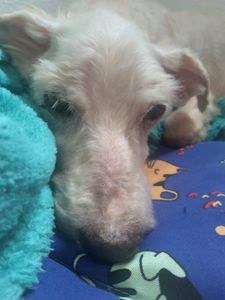 Animais - Ajudar o Afonso