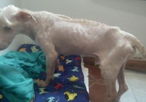 Vamos ajudar o Afonso - Ajudar o Afonso