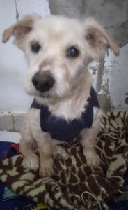 Ajudar o Afonso imagem 8