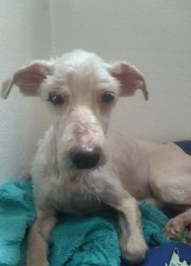 São Paulo/SP - Ajudar o Afonso