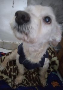 Ajudar o Afonso imagem 7