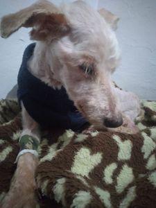 Vaquinha Online - Ajudar o Afonso