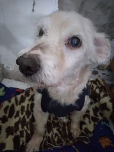 Ajudar o Afonso imagem 6