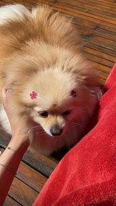 Vaquinha Online - Me ajude a realizar meu sonho!