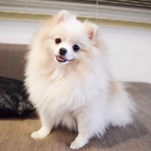 Animais - Me ajude a realizar meu sonho!