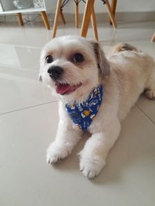 Animais - Ajude-nos a ajudá-lo a andar novamente.