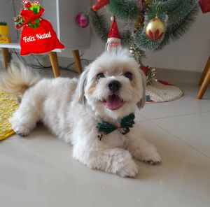 Vaquinha Cir. coluna do THOR - Ajude-nos a ajudá-lo a andar novamente.