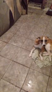 Uma foto da minha casa, quando chove fica assim - Comprar uma kitnet 