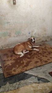 Belford Roxo/RJ - Comprar uma kitnet 