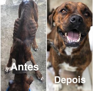 Vaquinha Online - Reforma do lar, com objetivo de ser moradia digna para animais carentes até a adoção 