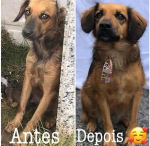 Reforma do lar, com objetivo de ser moradia digna para animais carentes até a adoção  imagem 10