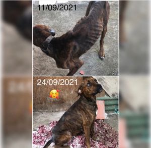 Salvador/BA - Reforma do lar, com objetivo de ser moradia digna para animais carentes até a adoção 