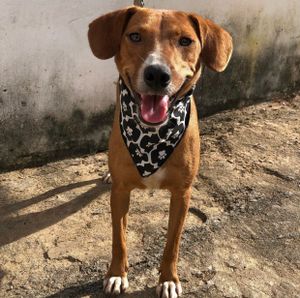 Reforma do lar, com objetivo de ser moradia digna para animais carentes até a adoção  imagem 9