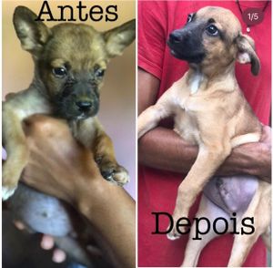 Reforma do lar, com objetivo de ser moradia digna para animais carentes até a adoção  imagem 7