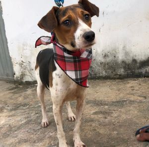 Reforma do lar, com objetivo de ser moradia digna para animais carentes até a adoção  imagem 8