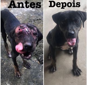 Lar temporário Mônica Azevedo  - Reforma do lar, com objetivo de ser moradia digna para animais carentes até a adoção 