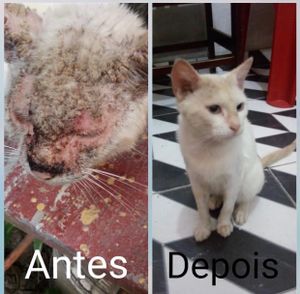Reforma do lar, com objetivo de ser moradia digna para animais carentes até a adoção  imagem 6