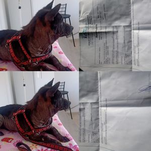 Animais - AJUDA PARA CUIDAR DE ANIMAIS COM NECESSIDADE 