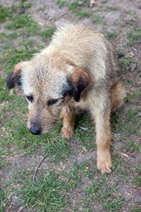 Animais - Ajudar os Animais de Rua!