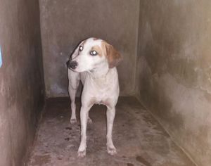 Vaquinha Online - Ajudar os Animais de Rua!