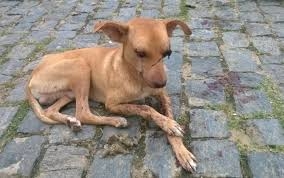 São Francisco de Itabapoana/RJ - Ajudar os Animais de Rua!
