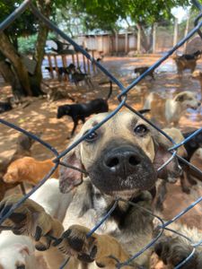 Campanha do bem - Abrigo dos Anjos imagem 9