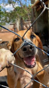 Vaquinha Online - Campanha do bem - Abrigo dos Anjos