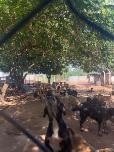 Uberaba/MG - Campanha do bem - Abrigo dos Anjos