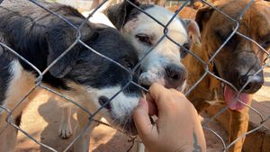 Campanha do bem - Abrigo dos Anjos
