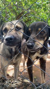 Campanha do bem - Abrigo dos Anjos imagem 8