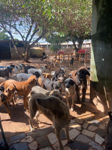 Campanha do bem - Abrigo dos Anjos imagem 6