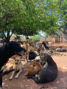 Campanha do bem - Abrigo dos Anjos imagem 7