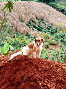 Ana Ferraz - CASA DE HIPERADOBE E COZINHA DE PAU A PIQUE