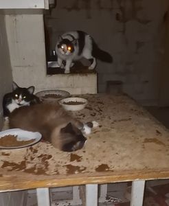 Vaquinha Online - ELES PRECISAM DE TODOS NÓS! NÃO OS IGNORE POR FAVOR!