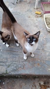 ELES PRECISAM DE TODOS NÓS! NÃO OS IGNORE POR FAVOR! imagem 8