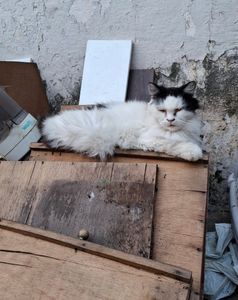 ELES PRECISAM DE TODOS NÓS! NÃO OS IGNORE POR FAVOR! imagem 6