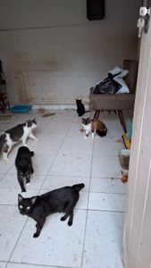 Urgente! Construção de Gatil para 48 gatos deixados em um Despejo! Estoque de ração, areia e custos veterinários  - ELES PRECISAM DE TODOS NÓS! NÃO OS IGNORE POR FAVOR!