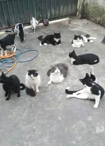 Animais - ELES PRECISAM DE TODOS NÓS! NÃO OS IGNORE POR FAVOR!