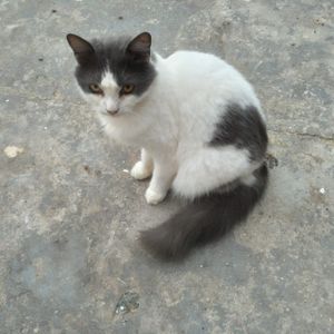 ELES PRECISAM DE TODOS NÓS! NÃO OS IGNORE POR FAVOR! imagem 9