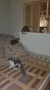 Santo André/SP - ELES PRECISAM DE TODOS NÓS! NÃO OS IGNORE POR FAVOR!