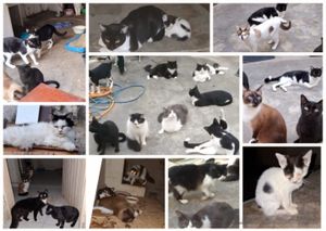 ELES PRECISAM DE TODOS NÓS! NÃO OS IGNORE POR FAVOR! imagem 10