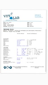 Animais -  ciclo de quimioterapia do gatinho guerreiro